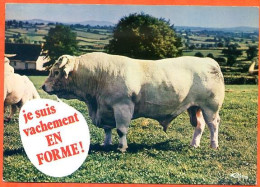 Animal Humour Vache 16 CIM Carte Vierge TBE - Cows
