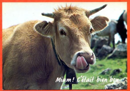 Animal Humour Vache 17  Carte Vierge TBE - Koeien