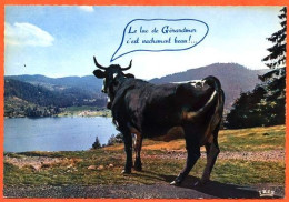 88 GERARDMER Vache Race Vosgienne Carte Vierge TBE - Kühe