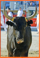 Animal TAUREAUX Taureau Camargue Cocardier Carte Vierge TBE - Taureaux