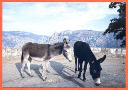 CP Animaux Ane  2 Anes En Liberté Corse Carte Vierge TBE - Donkeys