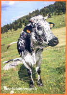 CP Vache Vosgienne Gros Plan Animal Carte Pub Carte Vierge TBE - Vaches