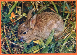 Animal LAPIN CIM Carte Vierge TBE - Other & Unclassified