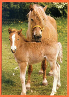 CP Cheval CIM Carte Vierge TBE - Horses