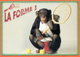 CP Humour Singe Sport Tennis Animal Carte Vierge TBE - Tennis