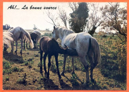CP Cheval Chevaux Jument Poulain Carte Vierge TBE - Horses