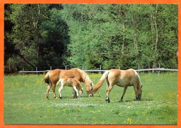 CP Cheval 2 Chevaux  Jument Poulain Carte Vierge TBE - Horses