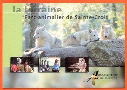 CP 57 Rhodes Parc Animalier Sainte Croix Loups Ambassadeur De Lorraine - Autres & Non Classés