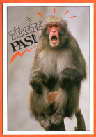 Animal Singe Humour FUNNYS T'excite Pas ! Carte Vierge TBE - Monkeys