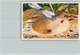 40118841 - Insekten  Ameisenloewe Erdal-Kwak - Other & Unclassified