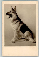 39431541 - HB Nr.5444 - Dogs