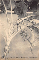 Trinidad - Banana Flower - Publ. Unknown 12 - Trinidad