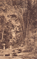 Trinidad - River Scene - Bamboo Trees - Publ. Unknown A9 - Trinidad
