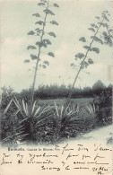 Bermuda - Cactus In Bloom - Publ. J. H. Bradley & Co. 66 - Bermuda