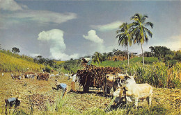 Jamaica - Reaping Sugar Cane - Publ. J. Arthur Dixon Ltd. 1 - Jamaïque