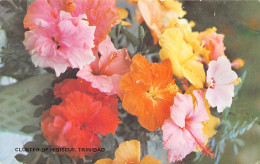 Trinidad - Cluster Of Hibiscus - Publ. Bon Genie Ltd. 69 - Trinidad