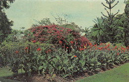 Trinidad - ST. ANN - Royal Botanic Gardens - Publ. Y. De Lima & Co.  - Trinidad