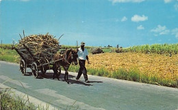 Barbados - Native Mule Cart - Sugar Cane Harvest - Publ. C. L. Pitt & Co.  - Barbades