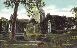 EIRE Ireland - KILLARNEY - Muckross Abbey - Kerry