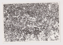 Pattern, Sample Microscope Photo, Odd Abstract Surreal Vintage Orig Photo 13x9.1cm. (68549) - Voorwerpen