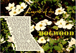 1-6-2024 (3) Flower - Legend Of The Dogwood - Fleurs