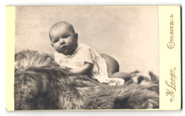 Fotografie M. Lange, Colditz I. S., Fürstenweg, Säugling Auf Fell  - Anonieme Personen