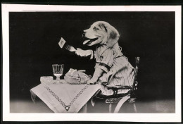 Fotografie Fotomontage, Vermenschlichter Hund Beim Essen Mit Besteck  - Altri & Non Classificati