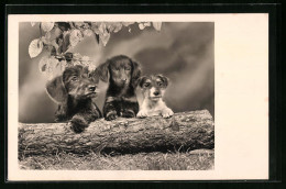 AK Dackelwelpen Und Ein Terrier  - Chiens