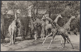 Hamburg-Stellingen, Hagenbeck's Tierpark, Freigehege: Giraffen - Other & Unclassified