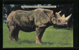 AK African Black Rhinoceros, New York Zoological Park  - Rhinocéros