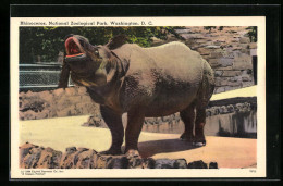 AK Washington, Rufendes Rhinozeros Im National Zoological Park  - Neushoorn