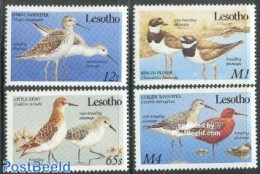 Lesotho 1989 Water Birds 4v, Mint NH, Nature - Birds - Lesotho (1966-...)