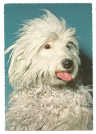 COTON De TULEAR - Chiens