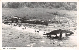 ALGERIE SCENES ET TYPES CROCODILE - Szenen