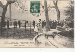 PARIS - Jardin Des Plantes - Otaries De Californie - Parks, Gardens