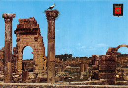 MAROC VOLUBILIS - Andere & Zonder Classificatie