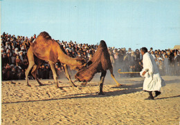 TUNISIE COMBAT DE CHAMEAUX - Tunisie