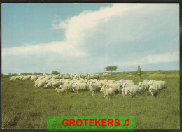 HEEZE Stabrechtse Heide Met Schaapskudde 1985 - Andere & Zonder Classificatie