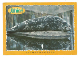 Saimaa Ringed Seal - Pusa Hispida Saimensis - FINLAND - - Other & Unclassified