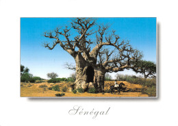 SENEGAL BAOBAB A SESAME - Sénégal