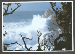 MISTY PINNACLE - POINT LOBOS STATE RESERVE - CALIFORNIA - USA - - Andere & Zonder Classificatie
