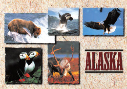 USA ALASKA WILDIFE ABOUNDS - Sonstige & Ohne Zuordnung