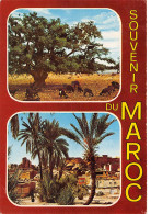MAROC CHEVRES - Other & Unclassified