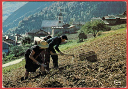 Images De Chez Nous - La Récolte Des Pommes De Terre - Agriculture Paysans Maraîchage Patates Montagne Alpes - Culture