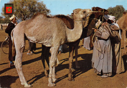 MAROC TIPICO - Autres & Non Classés