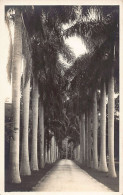 Sri Lanka - COLOMBO - The Botanical Garden - REAL PHOTO - Publ. Unknown  - Sri Lanka (Ceylon)