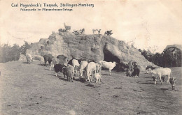 Deutschland - STELLINGEN Hamburg - Carl Hagenbeck's Tierpark - Felsenpartie Im Flanzenfresser-Gehege - Stellingen