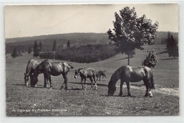 Suisse - Franches Montagnes (NE) Chevaux Au Pâturage - Ed. A. Deriaz 1178 - Autres & Non Classés