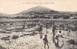Viet Nam - TONKIN - La Vie Aux Champs - Récolte Du Riz - Ed. Imprimeries Réunies - Vietnam