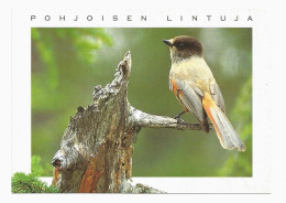 SIBERIAN JAY ( Perisoreus Infaustus ) - NORTHERN BIRDLIFE - FINLAND - - Oiseaux